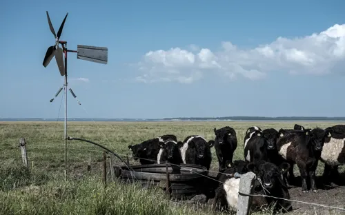 Hvidbjerg Strand Camping Resort Natur Skallingen Koer