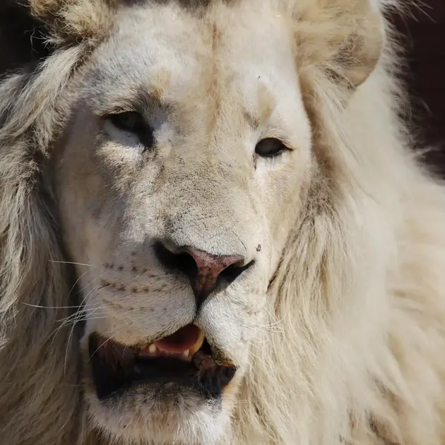 Hvidbjerg Strand Camping Resort Blaavand Zoo Loeve